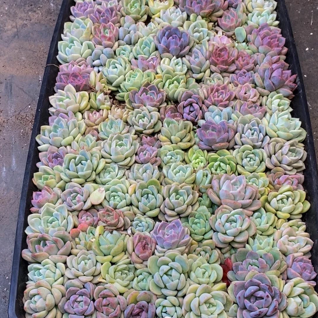 陈*526大任务完成任务了。