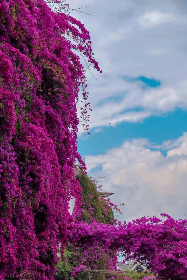 云南紫安格斯爬藤三角梅勤花高飘素材易造型阳台庭院种植盆栽室外