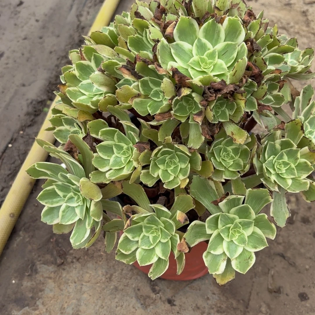 浣纱多肉植物捧花14块钱