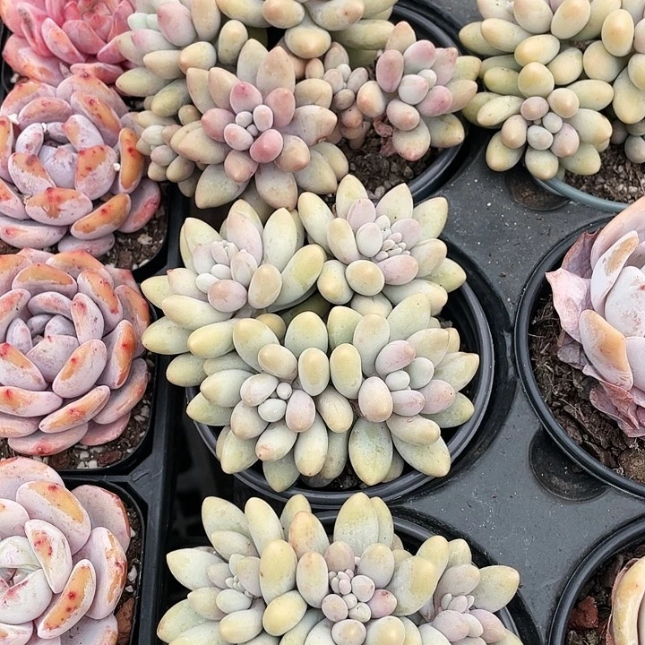 汤圆12.8一盆8888888