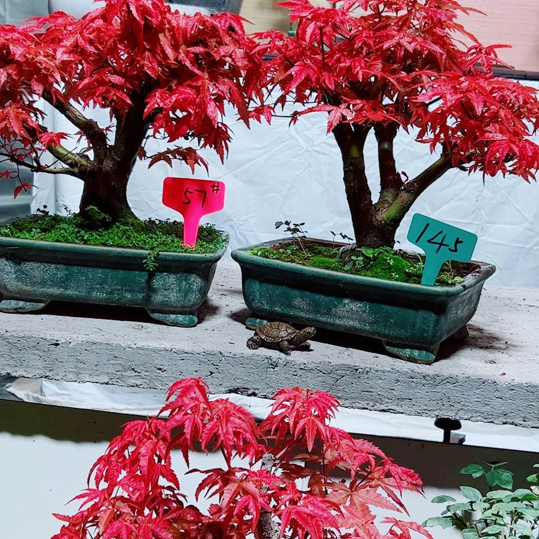 多***设无花朵枫树……枫树
