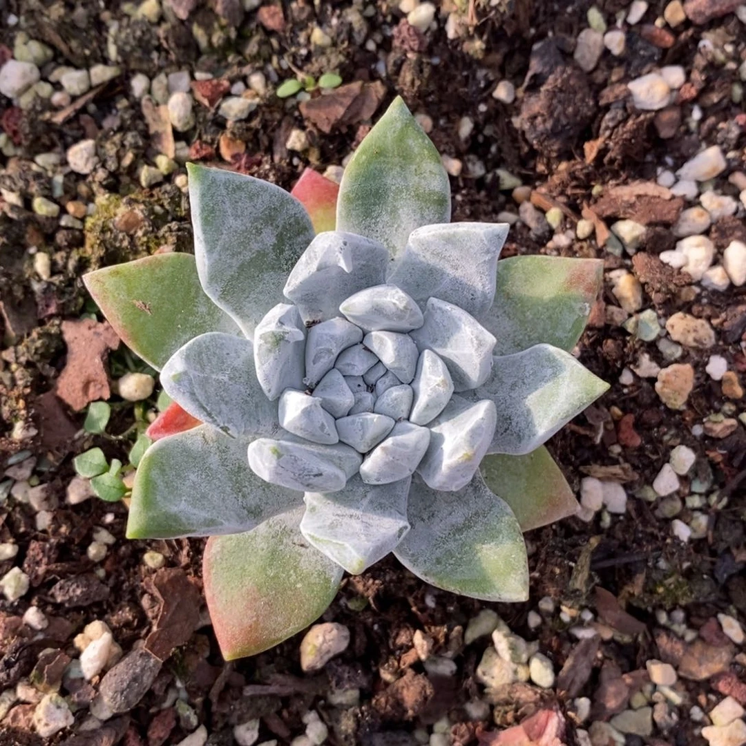 初霜拇指发货，宜家流云