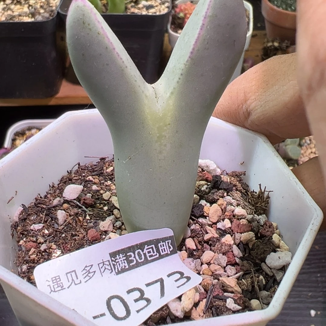 多肉植物11111111111