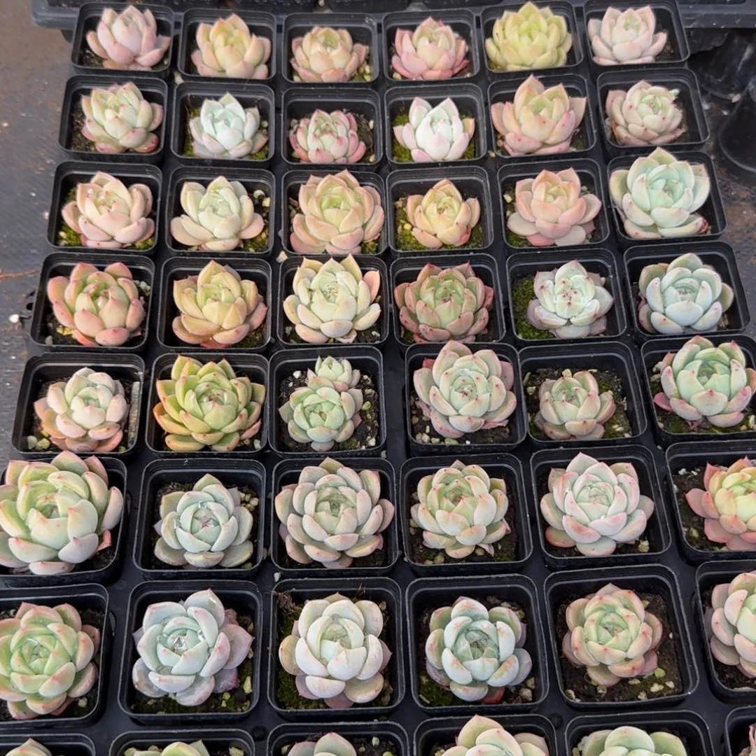 爱沙东云梦露杂交一盘量拍24-149