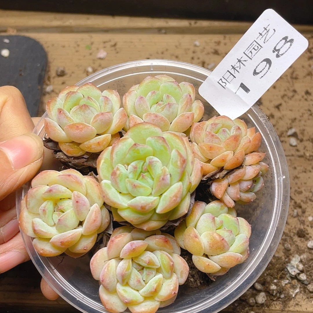 多肉植物多肉植物198