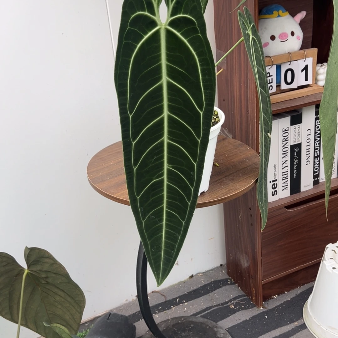 完全开放进口黑窄鹤后