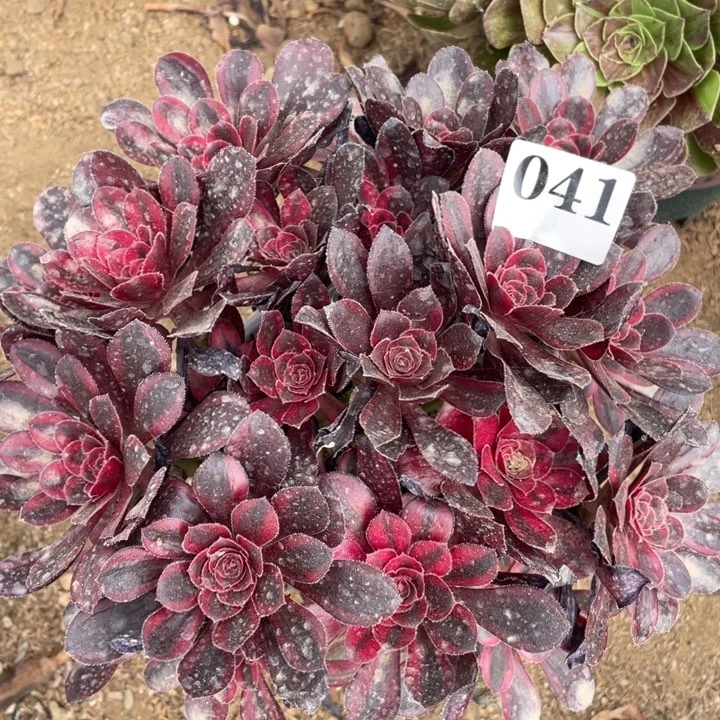 041多肉植物香奶奶