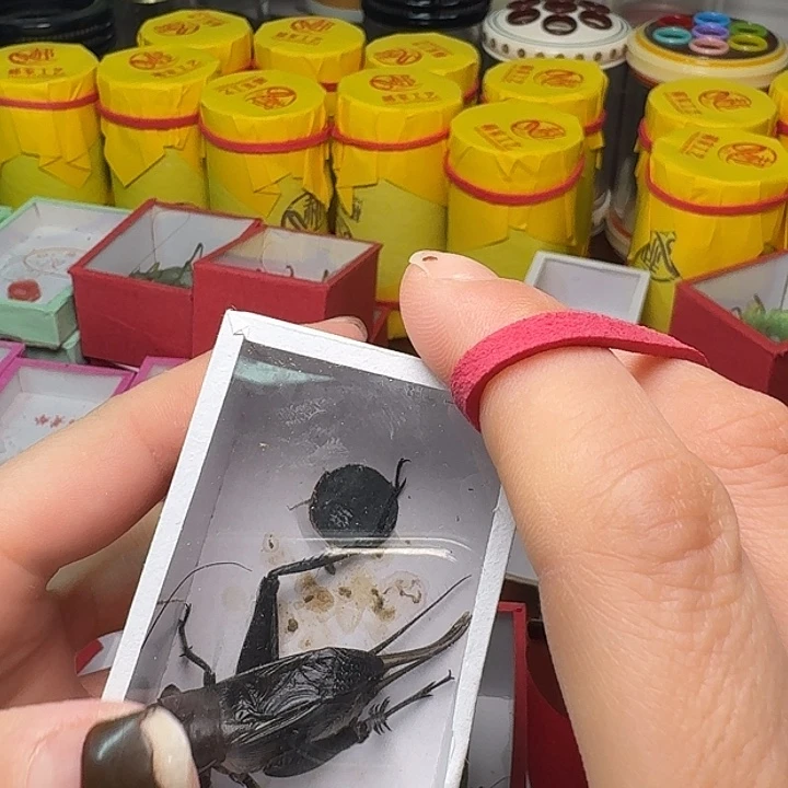 用***0蟋蟀2紫2油。