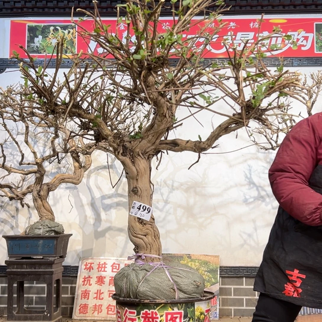 无花朵金银花8858855555