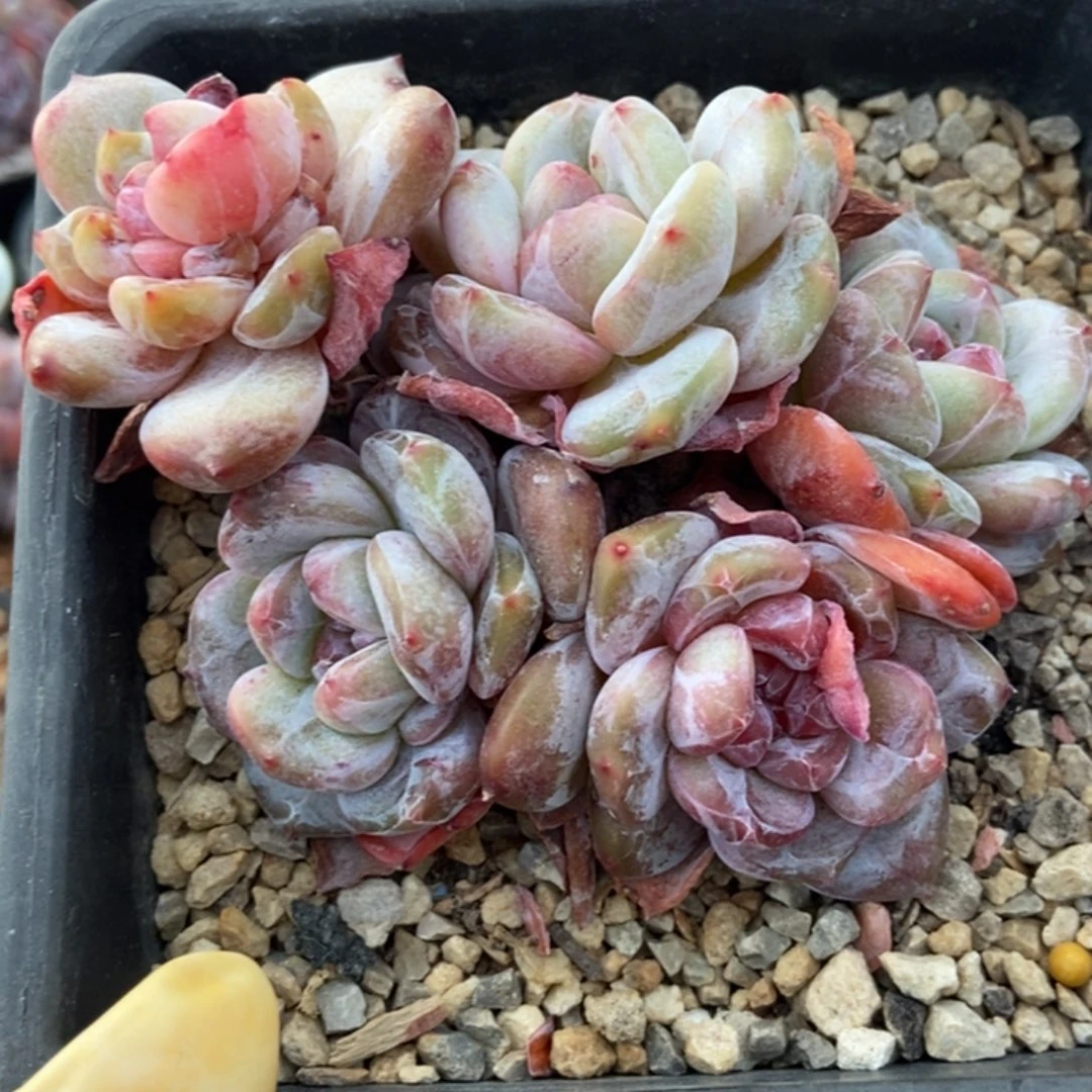 五头石化变异趴地黄底