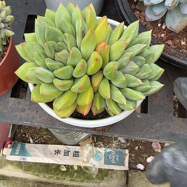 青蛙王子儿童牙膏11