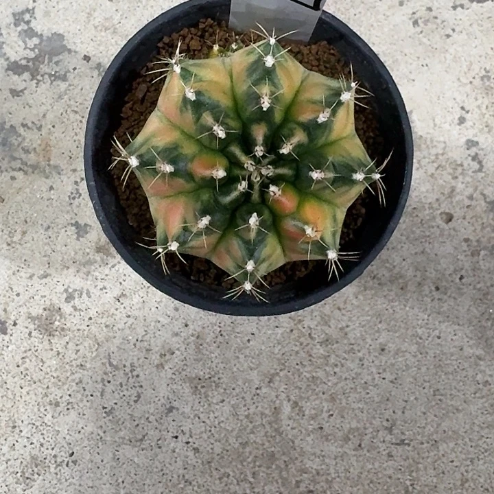 姑***爷L140-1201广东发货 五花马