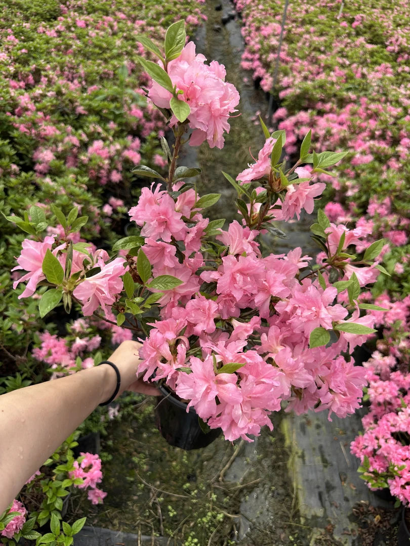 【基地直发】四季安酷杜鹃康乃馨5年苗阳台庭院花卉室内耐热盆栽