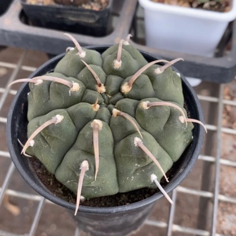 实生一本刺6仙人球