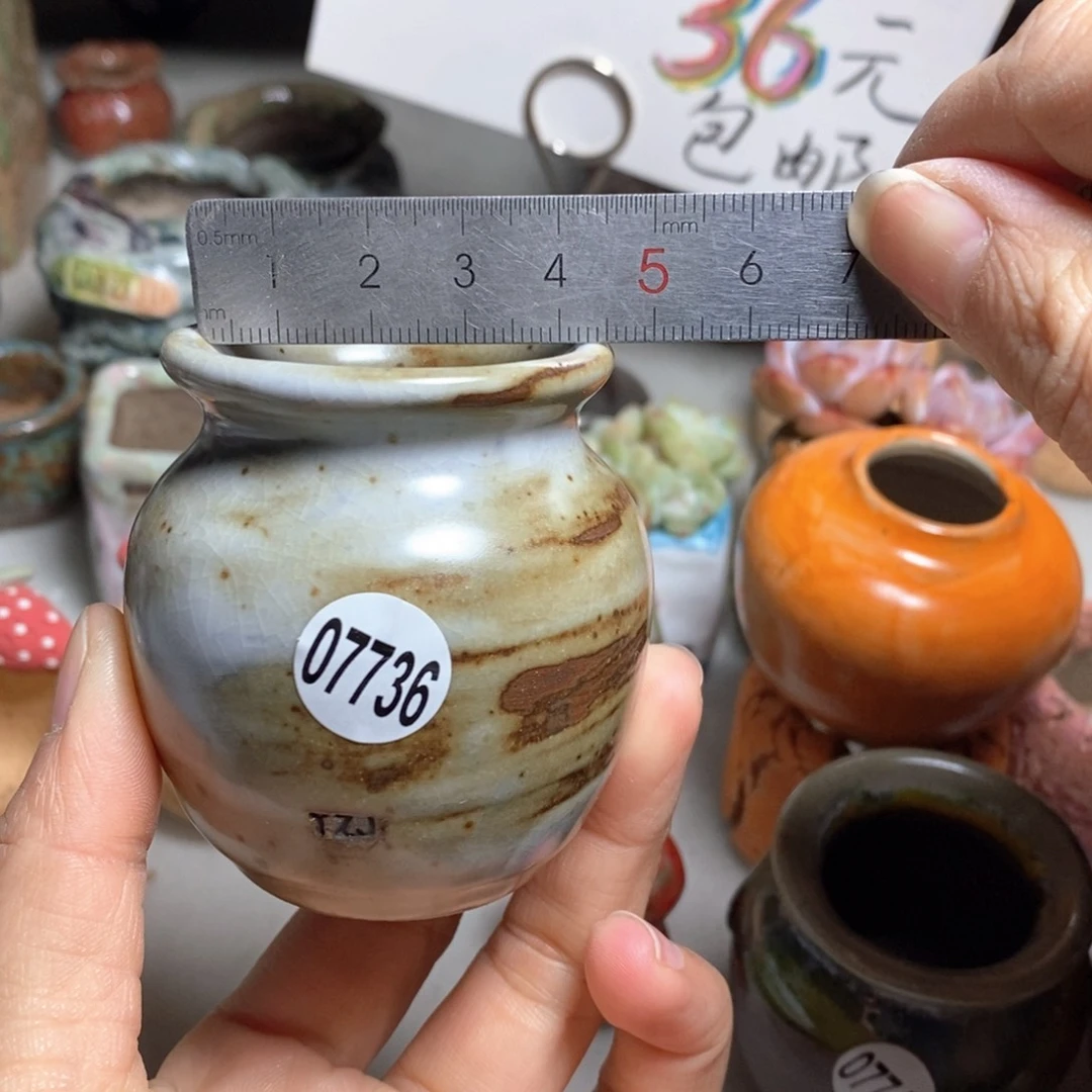 花盆拍5送一个小礼物