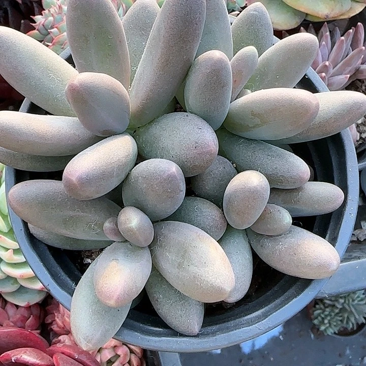 青蛙王子儿童牙膏1111