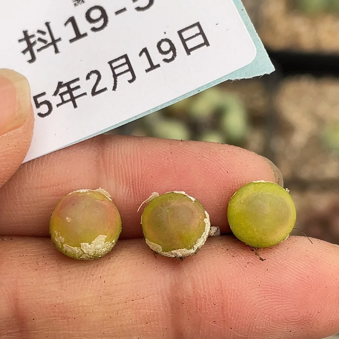 19-5拉登多肉植物