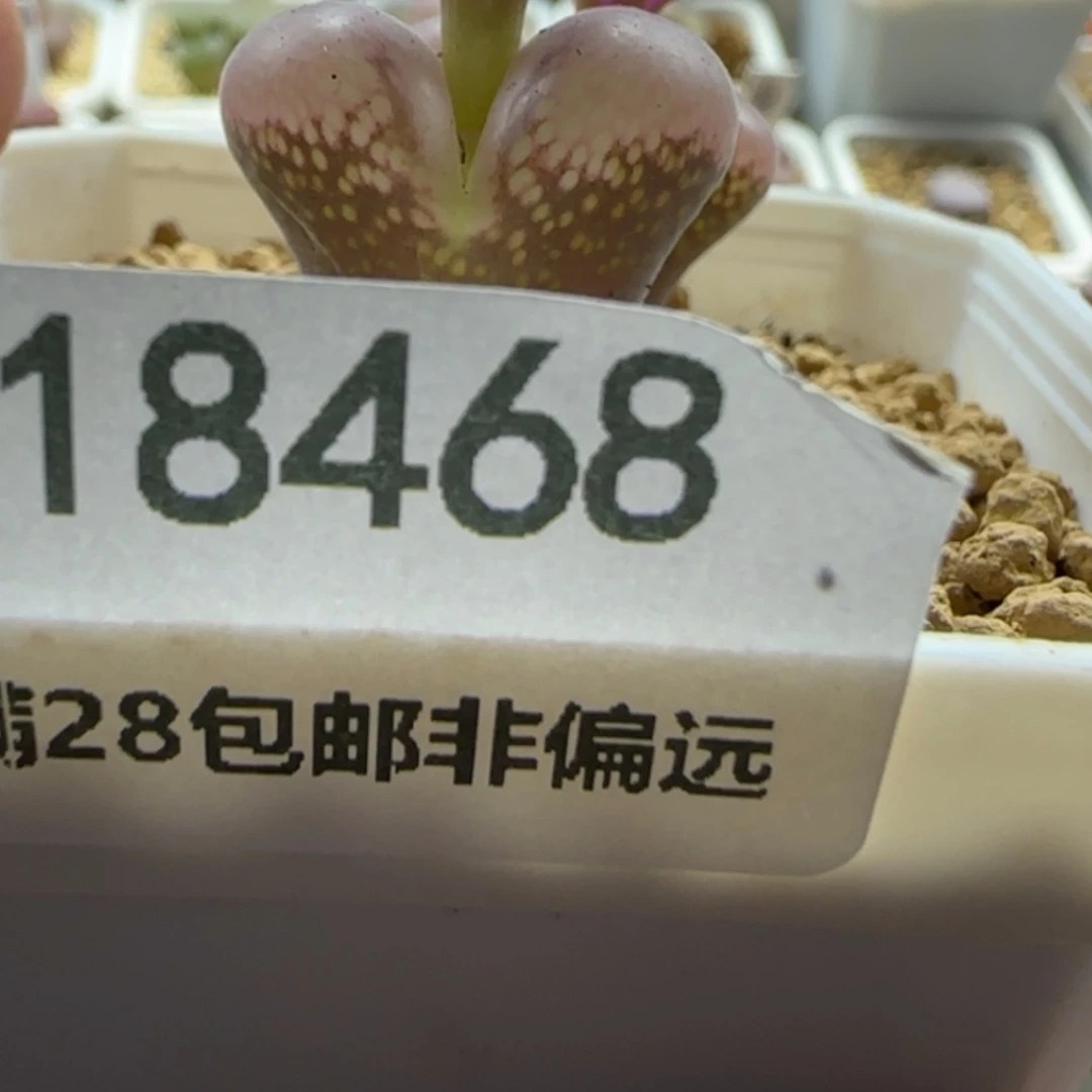 【闪购商品】二**R18468