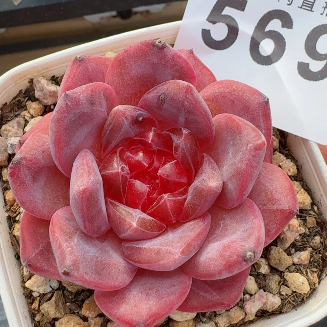 灯芯琥珀      愿你一路坦途，乘风破浪展宏图