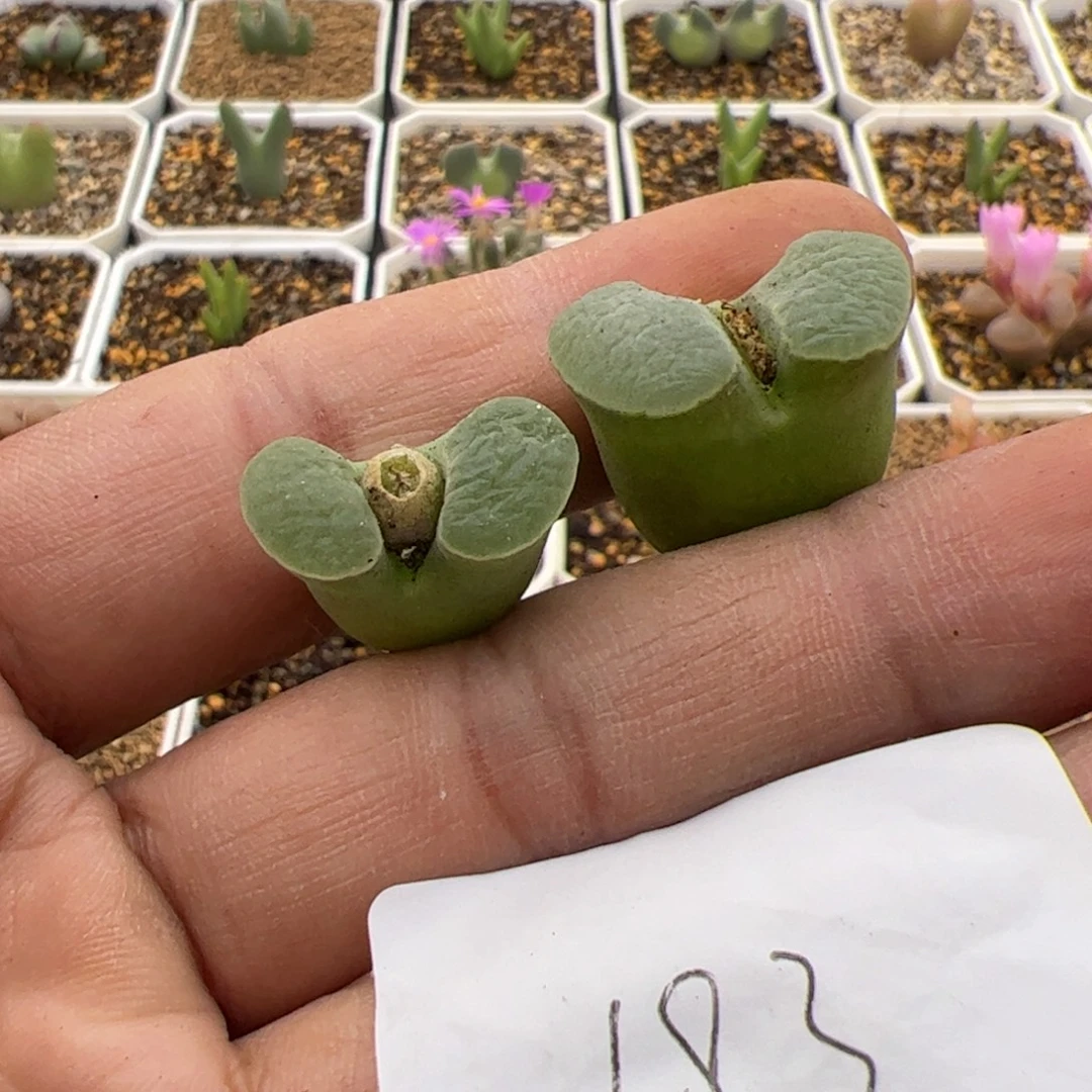 盛***饭11.6磁铁多肉植物183