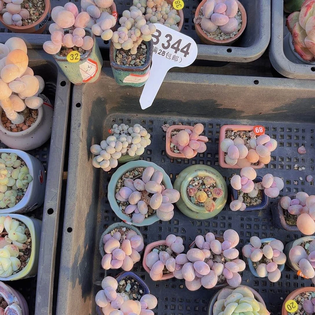 走*.B344桃蛋一物一拍