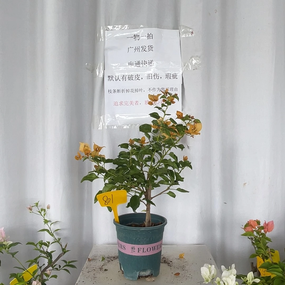 当前无花栽培后可以开花801蒙黄