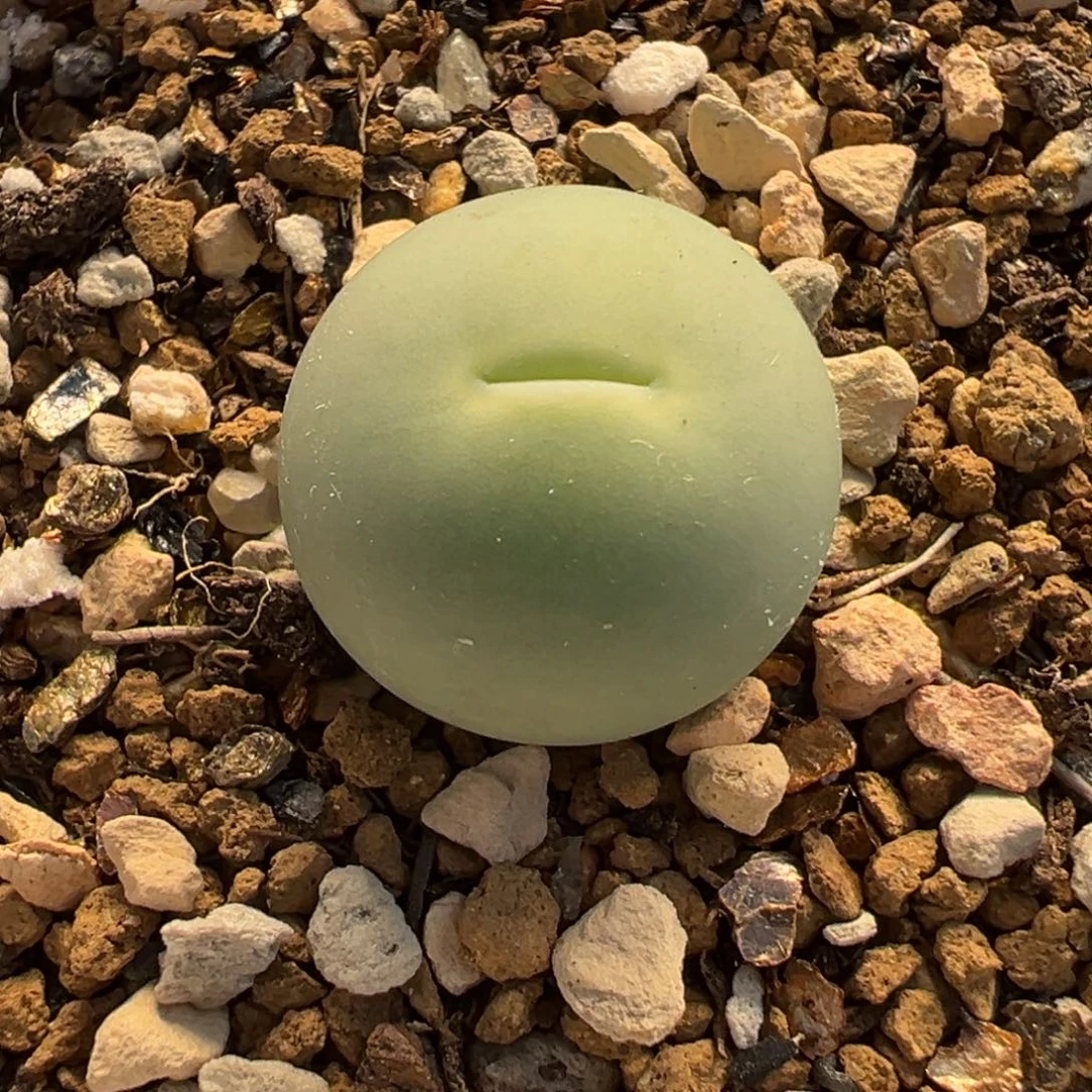 016多肉植物种类多样