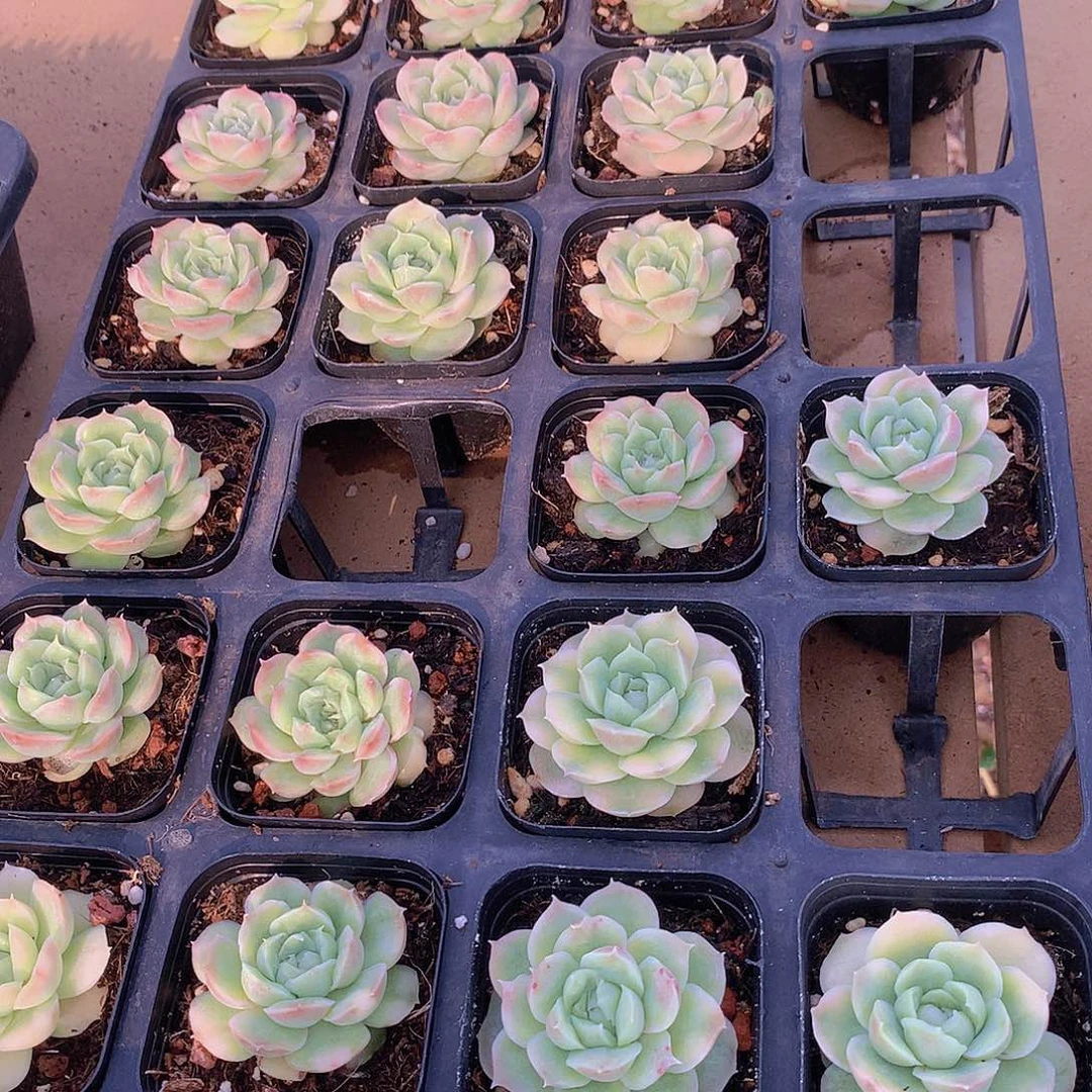 水晶虾饺w er m 24567899999