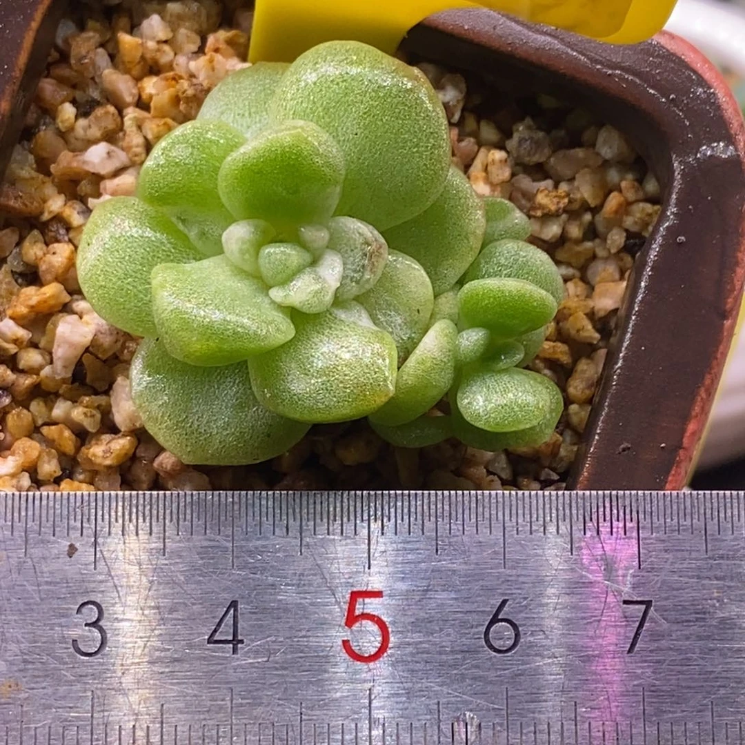 3128雪花石化锦，拉丝冰玉