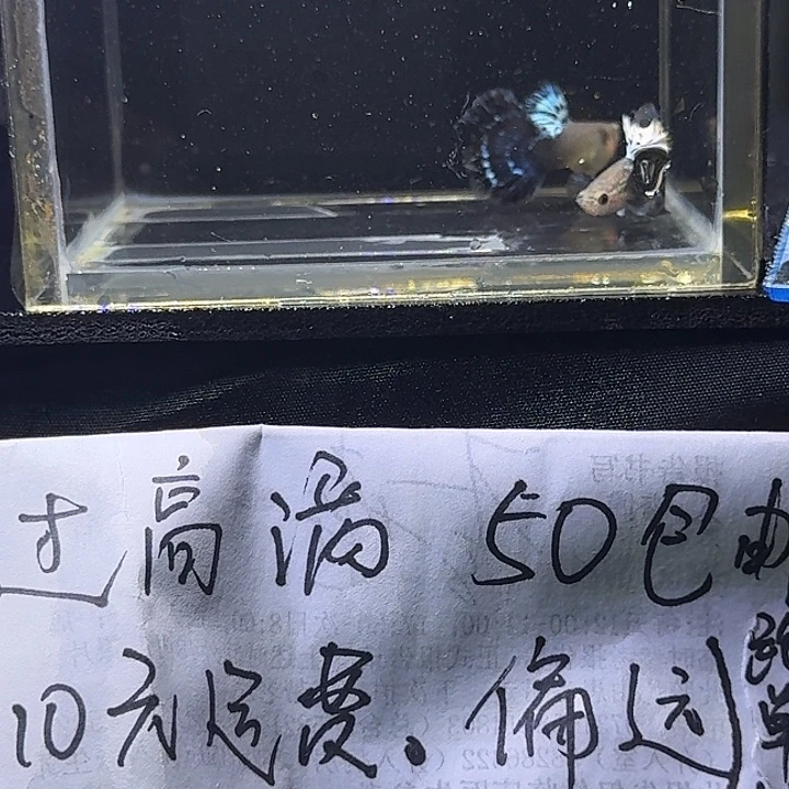 孔雀鱼青花瓷半月尾25