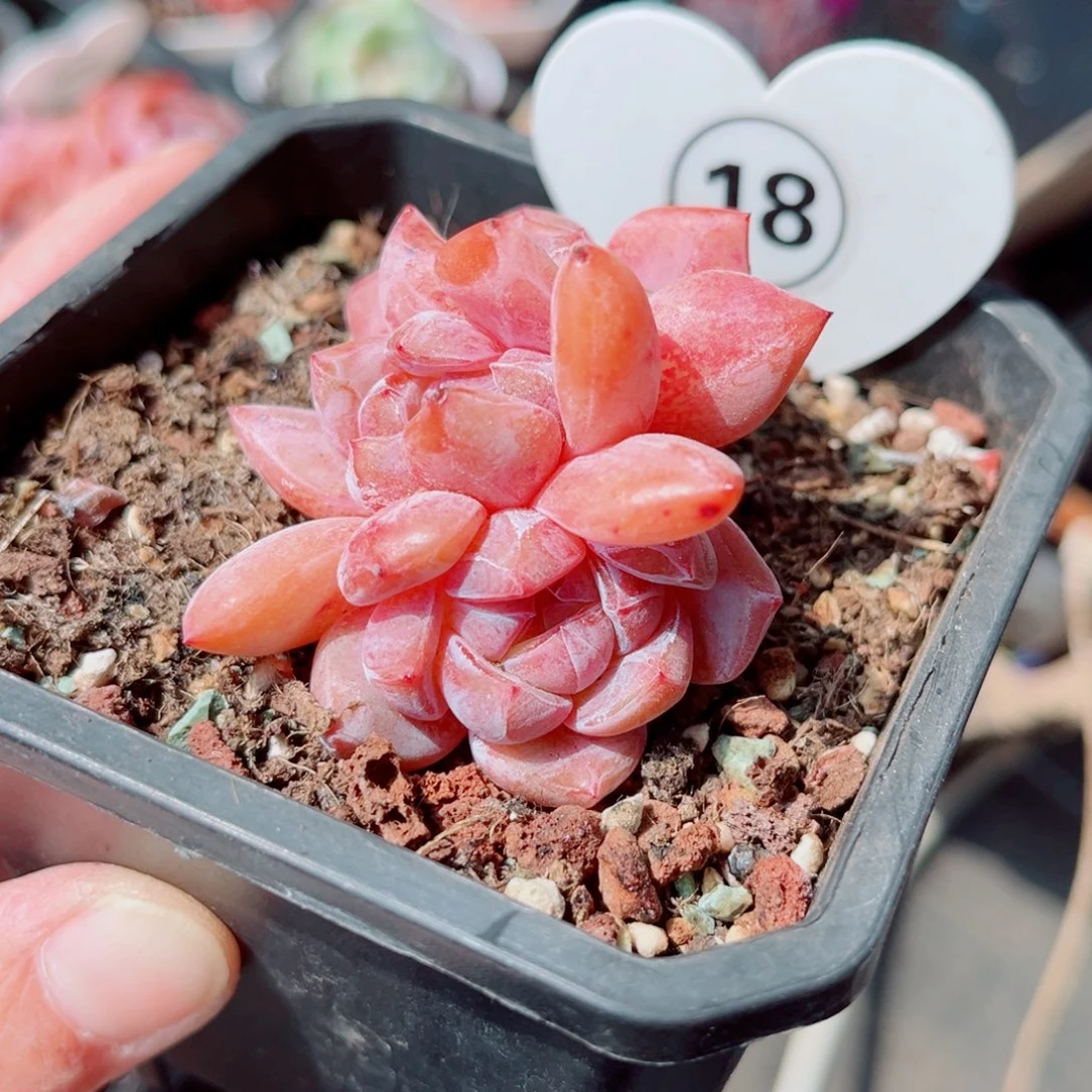 18号小老桩石榴籽星影群