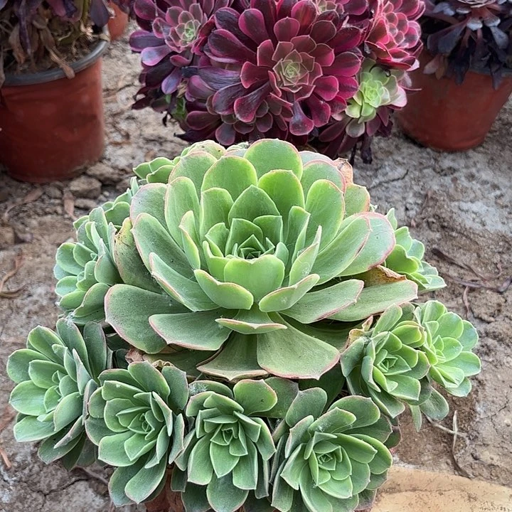 多肉植物玉龙观音锦32