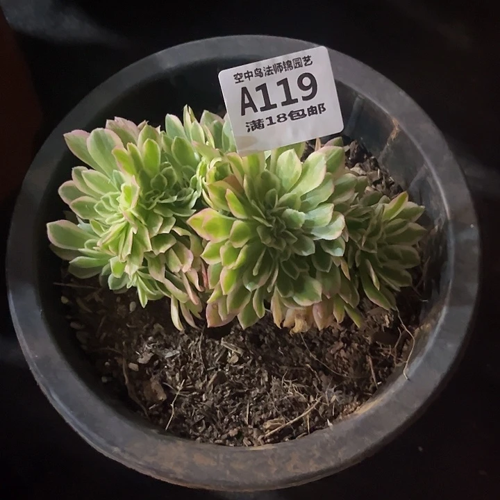 夏*119迈巴赫多肉植物
