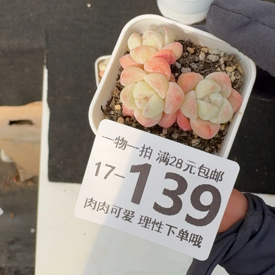 冰玉无盆土发货无