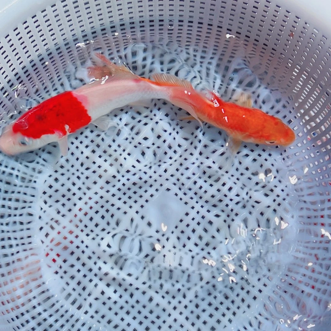 锦鲤锦鲤观赏鱼1111