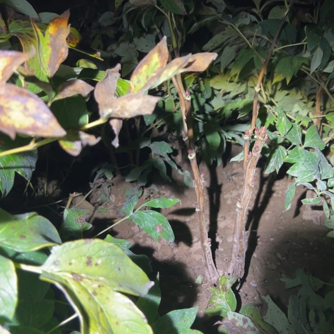 当前无花栽培后可以开花花王
