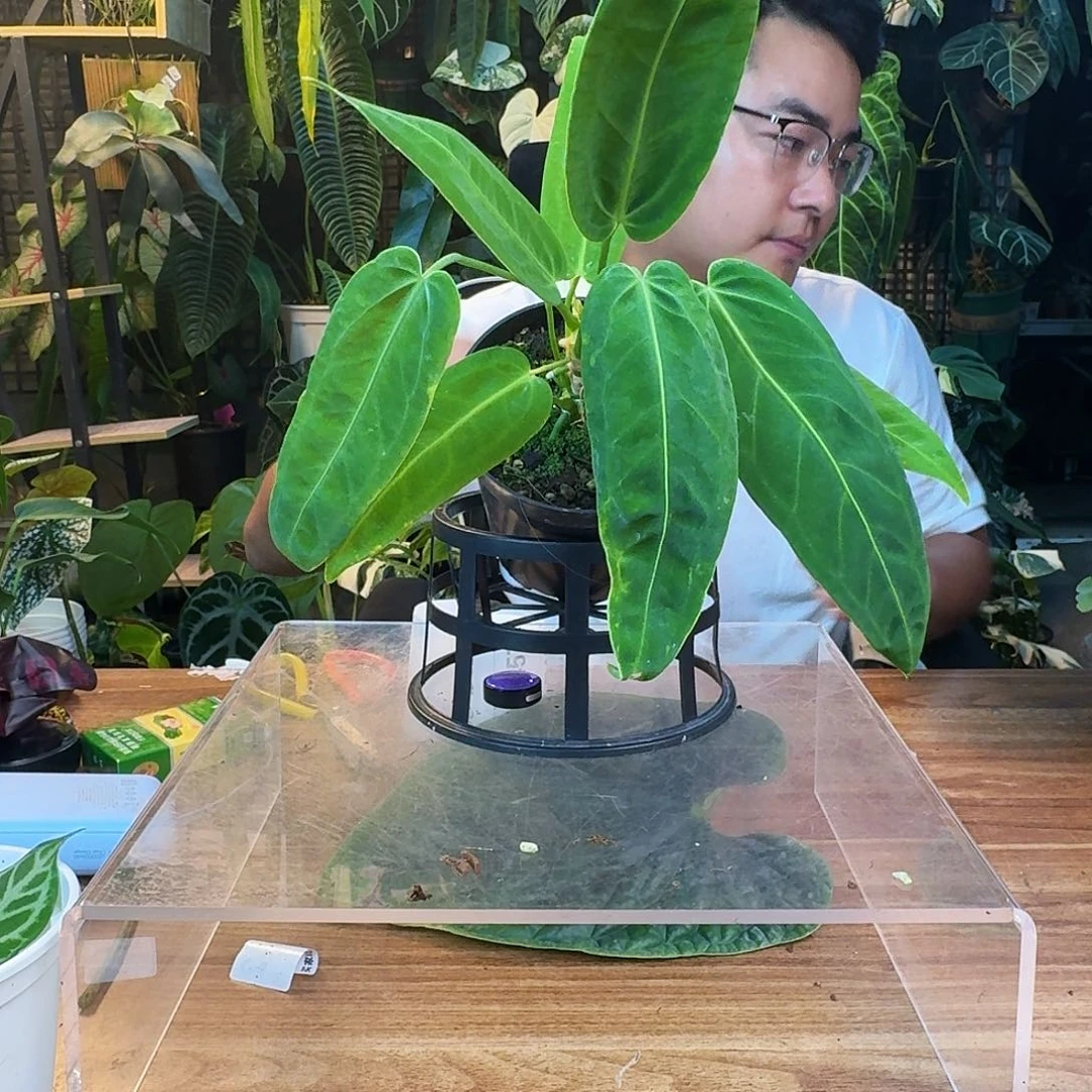 学***子无花朵一物一拍B454