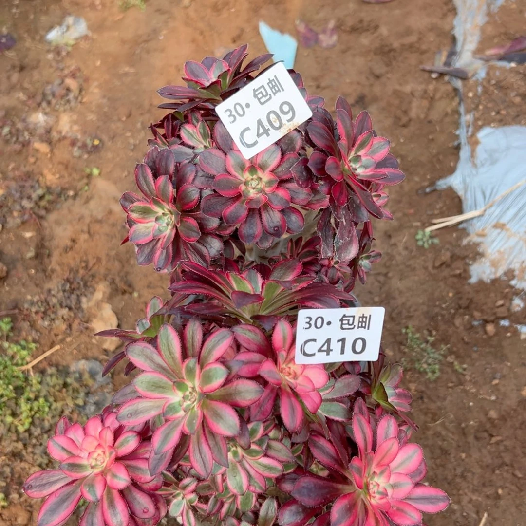 2颗母本多肉法师