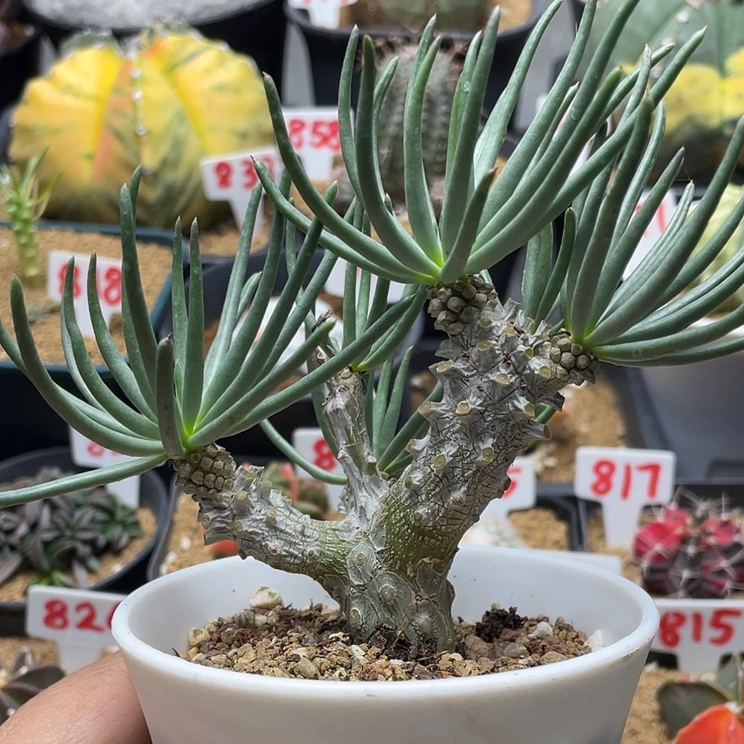 钟馗 带盆土包邮的