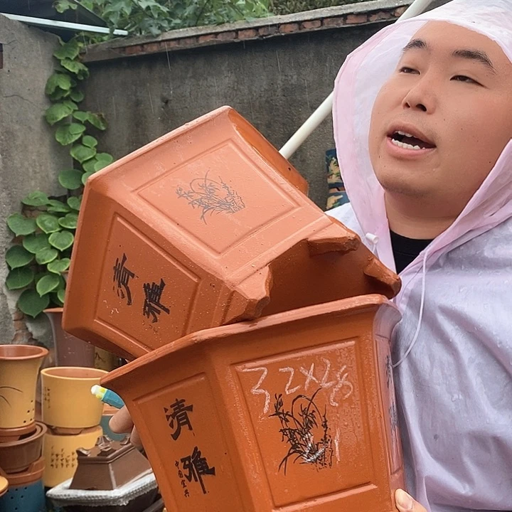 紫砂花盆盆栽植物观赏