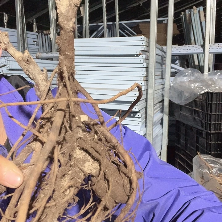 当前无花栽培后可以开花牡丹