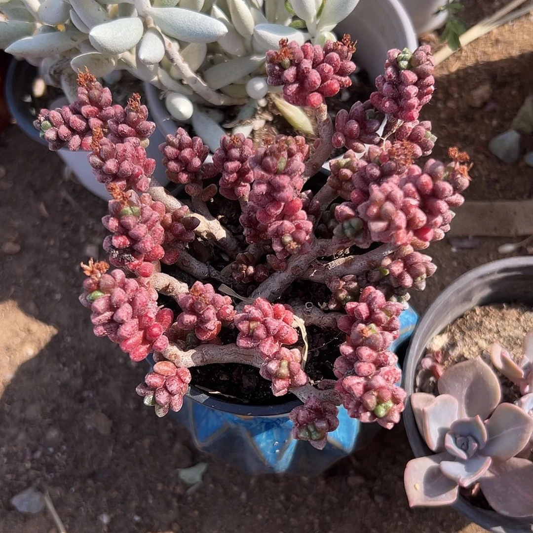 多肉植物红珊瑚毛豆