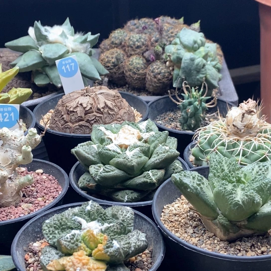 芊*芊芊专拍25553698