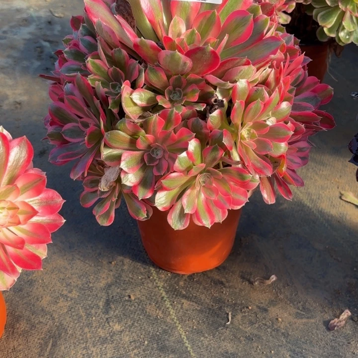 瑞妈，，。。。。613。邀月，