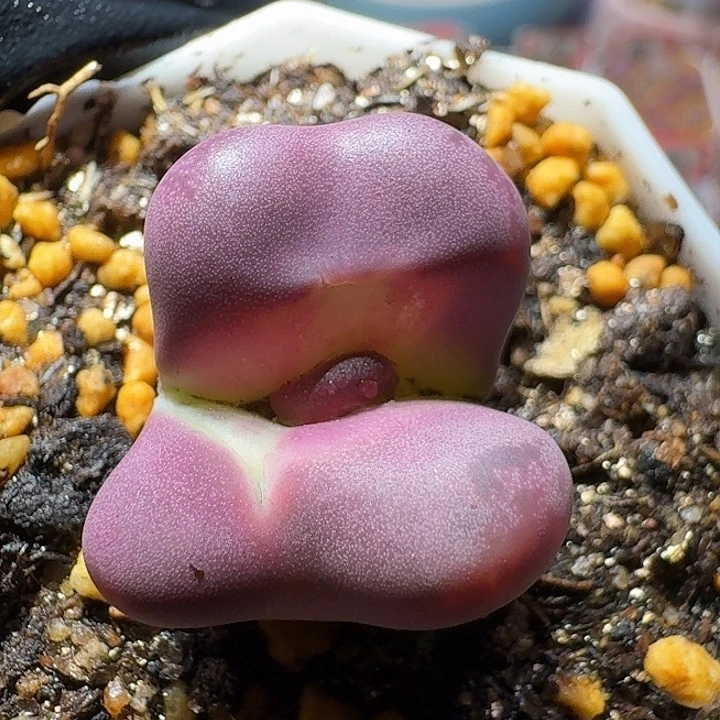 生石花122222。 怪怪。 179