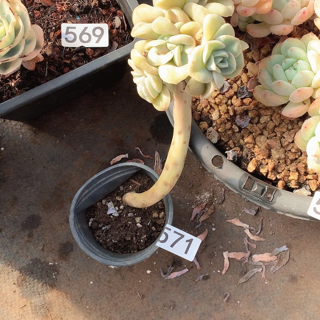 571可爱玫瑰 一物一拍多肉