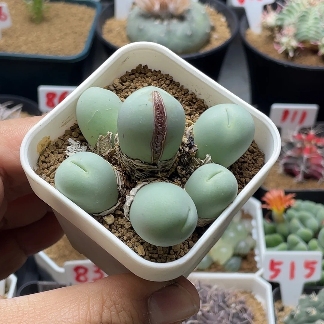 6头产地鸽子蛋 带盆土包邮