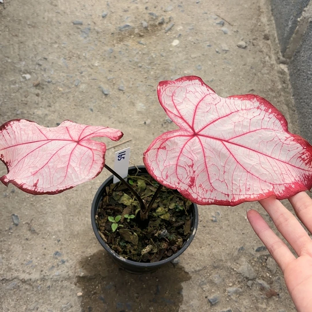 阿*?泰国彩叶芋165-0119