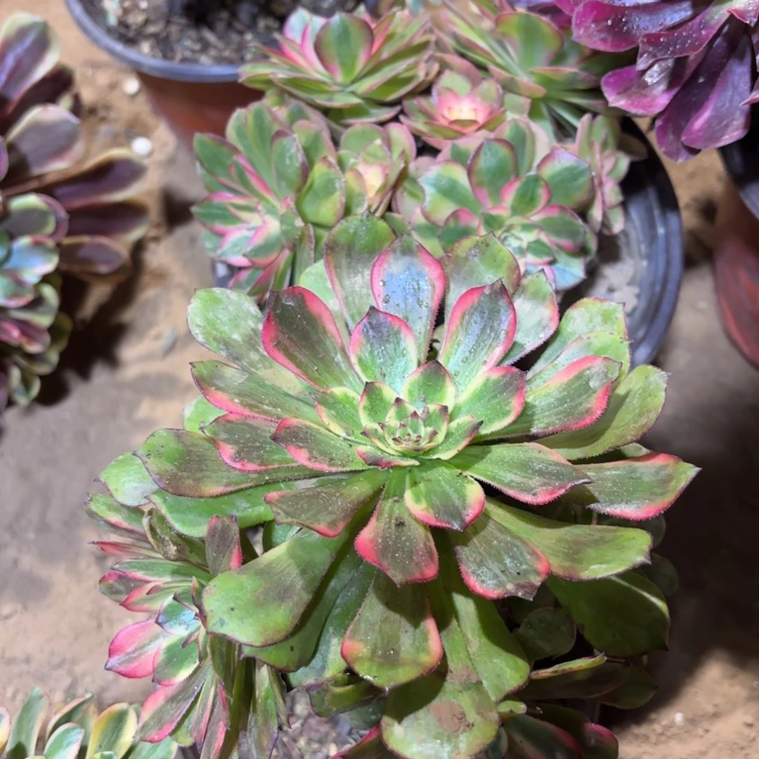 烟花小手捧，倾城各一颗9.9