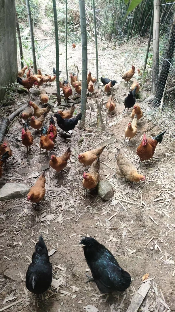 散养黑脚走地跑山鸡